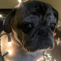 Bianca V.'s profile image