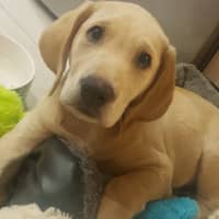 Lauren G.'s profile image