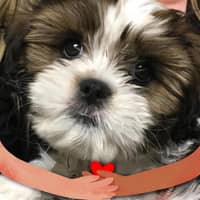 Carey N.'s profile image