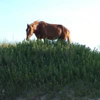 Vicky W.'s profile image