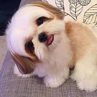 Lorraine G.'s profile image