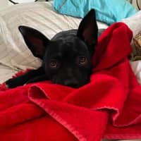 Tracy D.'s profile image