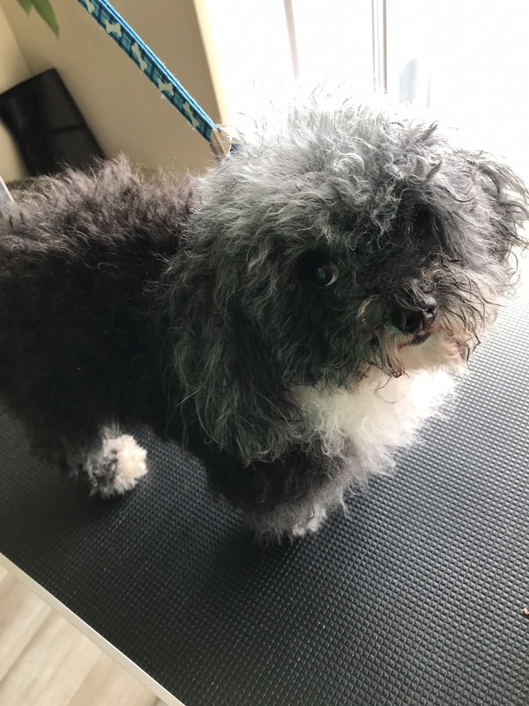 portable grooming service