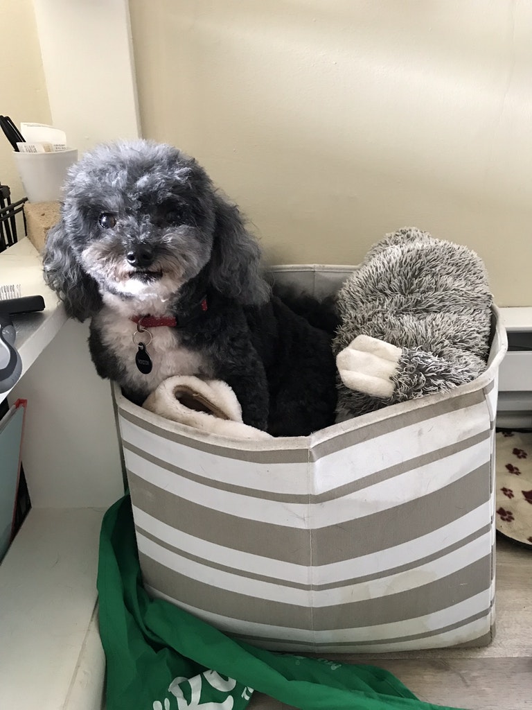 pet grooming that comes to your house