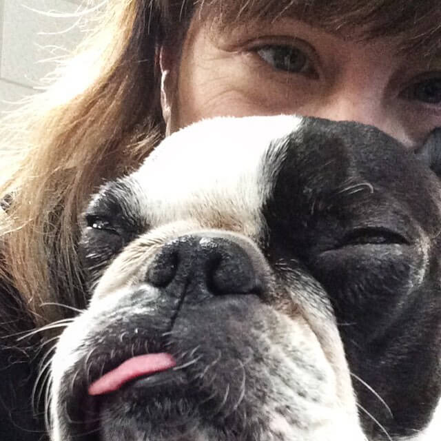 boston terrier selfie.39238358927c