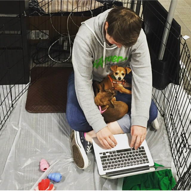 working with chihuahuas.4f46e0ddb053